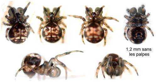 Theridiosoma gemmosum